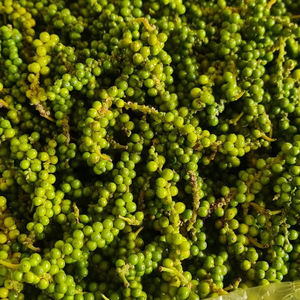 Pimienta Verde Fresca de Alta Calidad con Tallo, Suministro de Vietnam para Importadores y Distribuidores - Product Image 6