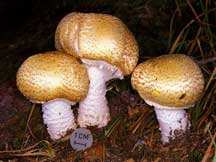Agaricus blazei fresco de Vietnam al mejor precio buen hongo - Product Image 3