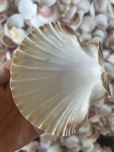 Concha de Vieira Blanca Natural de Gran Tamaño, Espécimen de Concha Marina Auténtica para Decoración del Hogar de Estilo Costero y Diseños de Interiores - Product Image 5