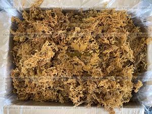 ผงสาหร่าย Sargassum แบบแห้งจาก seamoss สำหรับสาหร่ายทะเลปรุงแต่งรสจากเวียดนาม - Product Image 6