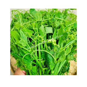 Kim Minh International, fournisseur principal de courges surgelées, feuilles de légumes, emballage en vrac de haute qualité, certifié 24 mois de durée de conservation - Product Image 1