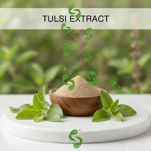 Natural Basil Leaf Tulsi Dry <b>Extract</b> for Cosmetic, Nutritional and Plant Based Product Manufacturers - Product Image 4