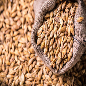 Cebada Perlada Orgánica Premium Seca / Grano / Cebada de Grado Alimenticio con 2 Años de Vida Útil Directo de Fábrica para Uso Alimentario - Product Image 5
