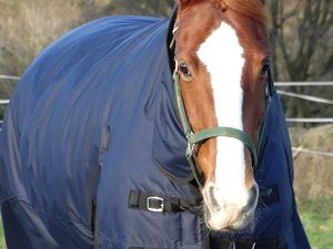 Manta para Caballo de Invierno 2025, Moderna, Resistente al Agua, Transpirable, Personalizable, Cómoda y Duradera, para Uso Ecuestre y de Doma - Product Image 5