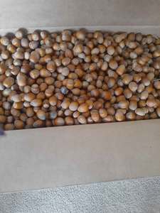 Makadamia de noisettes biologiques en gros Noisettes grillées salées Noisettes pour snacks - Product Image 2