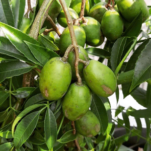 Mejores precios en fruta Ambarella - Product Image 1