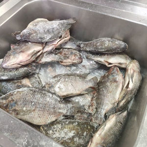Tilapia noire congelée éviscérée IQF IWP Vente en gros Expédition rapide Origine ZA Durée de conservation de 12 mois Fabricant E$T Comestible - Product Image 1
