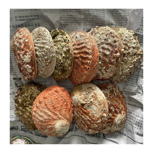 Coquilles d'ormeau utilisées pour l'emballage cadeau personnalisé Les coquilles d'ormeau apportent une présentation d'inspiration marine - Product Image 1