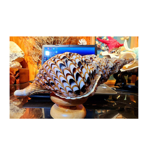 Coquilles décoratives de trompette en spirale du Vietnam idéales pour les décorateurs de mariage, les fournisseurs de cadeaux, les magasins d'aquarium et les stylistes - Product Image 3