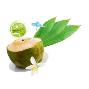 Dulzura Pura, Coco Fresco Vietnamita, Alimento Natural Premium para la Salud, 12-13 cm, Producto Agrícola - Product Image 4