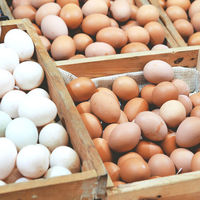 Vente en gros d'oeufs d'incubation de poulet de chair Ross 308 et Cobb 500 et d'oeufs de table de poule frais prix discount