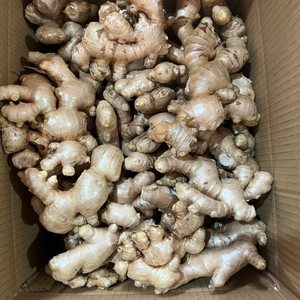 Gingembre frais en vrac du Vietnam de qualité supérieure, gingembre frais de haute qualité avec arôme naturel et saveur épicée pour la cuisine, le thé et l'exportation - Product Image 4