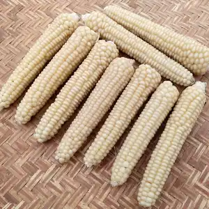 Granos de maíz blanco de alta calidad para alimentación animal y humana