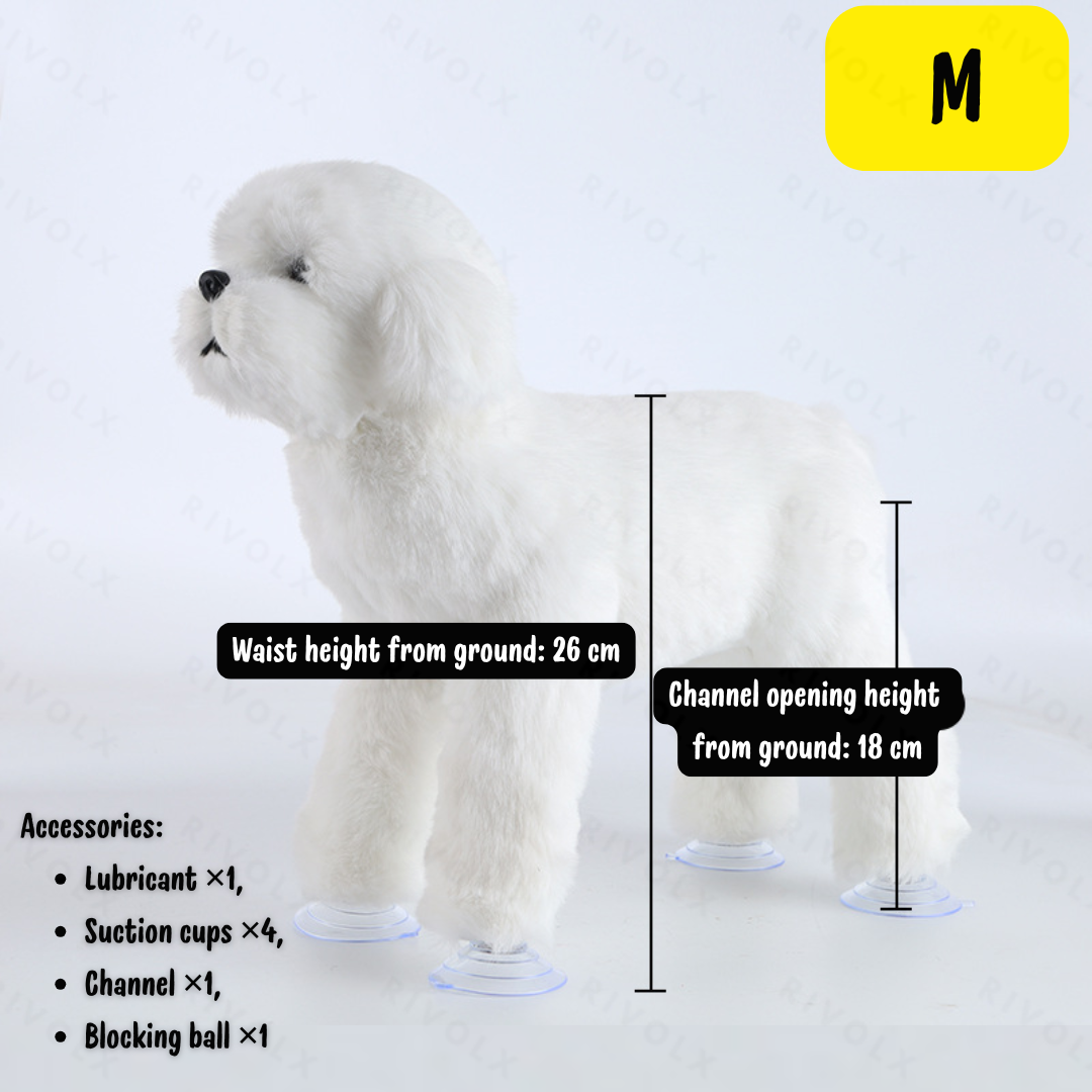 Bichon blanc M