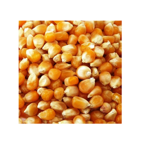 Maïs sucré jaune de haute qualité dernière arrivée directe d'usine en gros alimentation animale congelée - Product Image 3