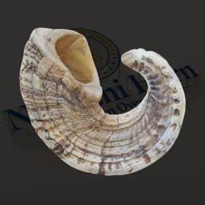 Golosinas para masticar de cuerno de carnero natural de primera calidad para perros-Artesanía de estilo animal pulido más vendida por Nhe Overseas - Product Image 6