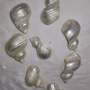 Rond de serviette coquillage fabriqué à partir de coquillage véritable pour restaurant côtier élégant et décoration de table à la maison Vietnam - Product Image 1