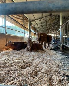 Offre Spéciale naturel vietnamien acacia copeaux de bois petits animaux de compagnie lit déchiqueteuse bon déchets agricoles literie animale pin séché - Product Image 4