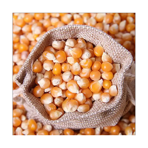 Expédition en vrac de maïs jaune offert pour des applications de qualité alimentaire - Product Image 3