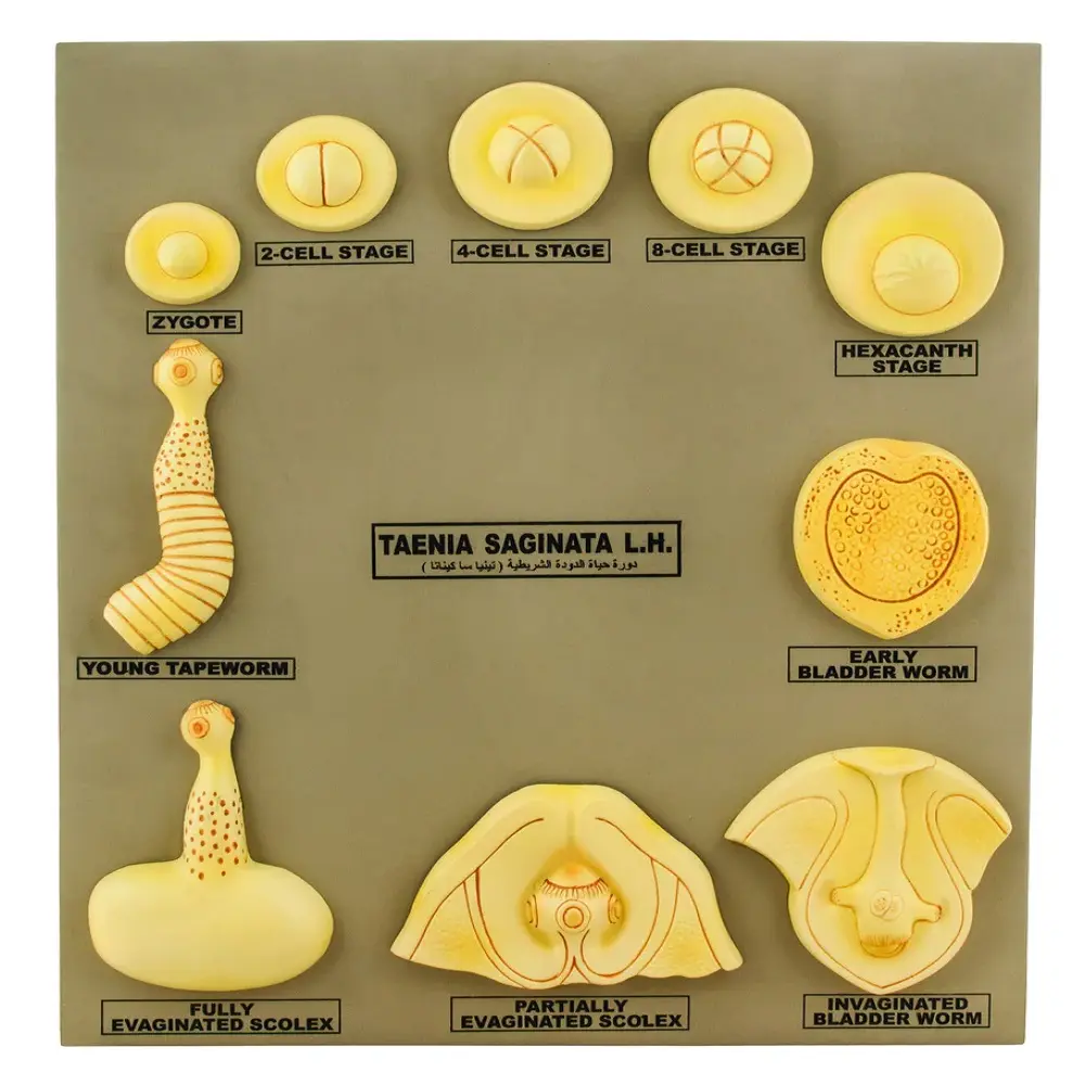 Taenia Saginata L.H. a zoonotic tapeworm that is of economic importance in countries where cattle are kept