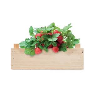 Kit Educativo Ecológico para Cultivar Fresas, Gadgets para Aprender Sobre la Vida de las Plantas - Product Image 3