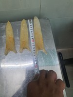Vessie de poisson séchée du Vietnam pour soupe et ragoût, qualité d'exportation