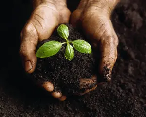 Composés nutritifs riches en poudre de gâteau de neem bénéfiques pour les plantes faisant l'amendement de sol d'engrais organique populaire avec NPK élevé