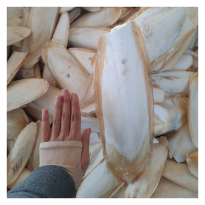 กระดูกปลาหมึกธรรมชาติสำหรับโภชนาการนกและสัตว์เลื้อยคลานติดในกรงได้ง่ายผ่านกระบวนการเพื่อให้แน่ใจว่าเนื้อสะอาดแห้ง - Product Image 6