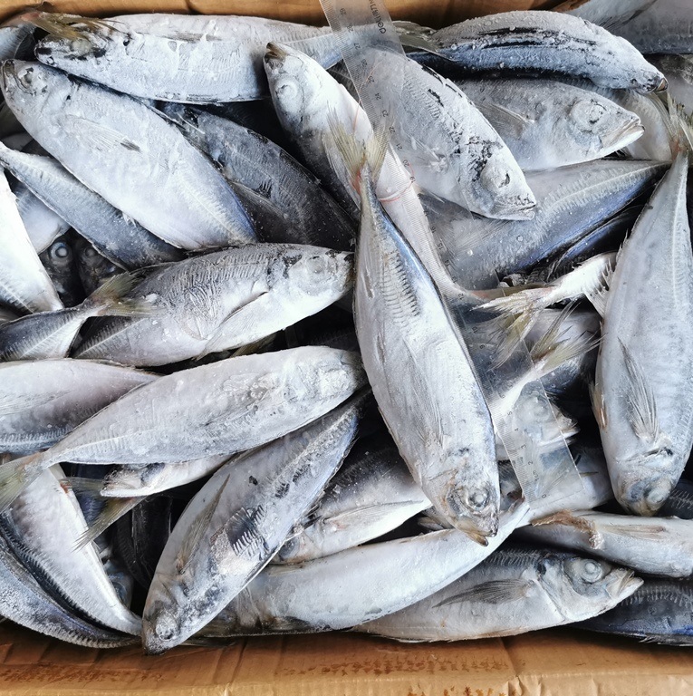 Замороженная скумбрия премиум-класса, оптовая продажа, морепродукты, замороженные целые круглые тихоокеанские рыбы, скумбрия для консервов