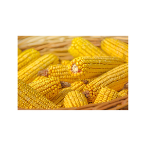 ข้าวโพดสีเหลือง/ข้าวโพดสีเหลืองสำหรับข้าวโพดเลี้ยงสัตว์ข้าวโพดคั่วข้าวโพดสีเหลือง/ข้าวโพดสีเหลืองที่ไม่ใช่จีเอ็มโอสำหรับการบริโภคของมนุษย์ - Product Image 3