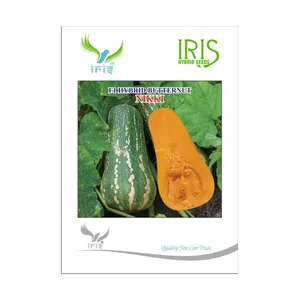 <span class=keywords><strong>Graines</strong></span> <span class=keywords><strong>de</strong></span> courge hybride Iris Nikki F1, variété à rendement élevé avec chair orange oblongue, variété <span class=keywords><strong>de</strong></span> courges fraîches - Product Image 1