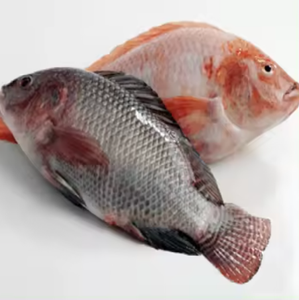 Tilapia entera orgánica al por mayor, envasado a granel de pescado, 2 años de vida útil, BQF congelado de Francia - Product Image 1