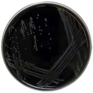 Agar Legionella CYE con soporte de personalización OEM - Product Image 1