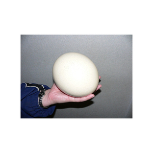 Œufs d'autruche au prix d'usine, proposés pour la vente en gros et les commandes en grande quantité - Product Image 6