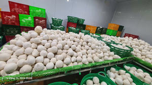 Jeunes noix de coco fraîches vietnamiennes Durée de conservation de 60 jours Marque TECHMIFOOD Prêt à expédier - Product Image 4