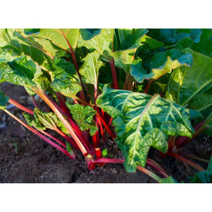 Graines de rhubarbe Victoria : L'alliée fruitière et saine pour votre potager, résistante au froid et délicieuse - Product Image 2