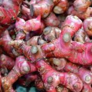 Vente en gros de galanga/Alpinia officinarum congelé de qualité supérieure avec sac sous vide - Product Image 6