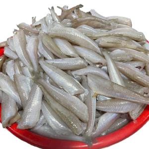 Sillago entier congelé, sans tête, éviscéré, écaillé, provenant du Vietnam, en vrac, IQF, exportateur, prix direct usine, vente en gros - Product Image 5