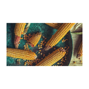 เมล็ดข้าวโพดข้าวโพดสีเหลืองไม่เหนียวสำหรับสัตว์ปีกผลิตจากธรรมชาติ100% - Product Image 4