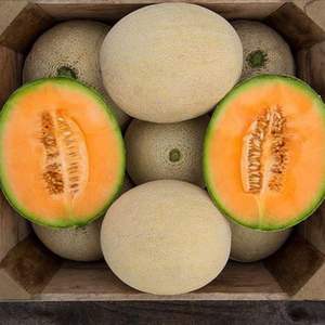 Premium Class I <b>Fresh</b> Cantaloupe <b>Melons</b> - High Brix Sweetness - Bulk Export Grade Musk <b>Melons</b> - Product Image 3