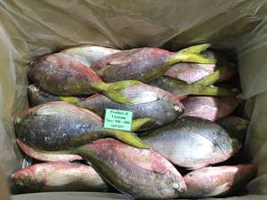 Atún Amarillo Entero Congelado, Mariscos de Vietnam, Exportación a Granel, Captura Fresca, Procesado por el Método IQF, Envasado al Vacío - Product Image 2