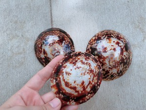 Concha de Limpet Decorativa con Cuerpo Resistente y Acabado Limpio para Manualidades, Exhibición y Mercados de Exportación - Product Image 6