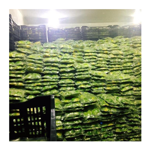 Avocat congelé en vrac Export du Vietnam-Cubes d'avocat de qualité supérieure pour smoothies, enveloppes, sushis, garnitures de pain grillé et garniture de boulangerie - Product Image 1