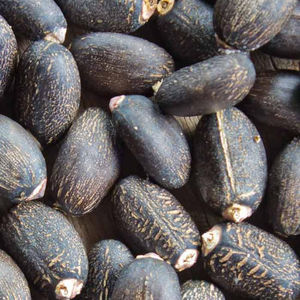 Semillas de Jatropha Naturales Secas al por Mayor, Origen TH, 24 Meses de Vida Útil - Product Image 1