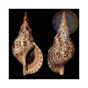 Coquilles d'escargots de trompette pour l'installation d'aquarium et de terrarium | Améliorez votre environnement aquatique - Product Image 6