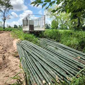 Wholesale Treated Bamboo | Structural Grade <b>Poles</b> | Vietnam Factory | Bulk - Product Image 1