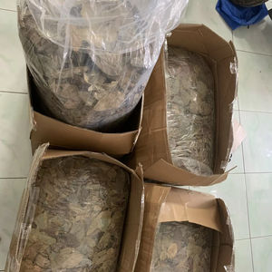 Feuilles de corossol séchées Ingrédient naturel à base de plantes Graviola séchées au soleil et emballées pour le thé au Vietnam - Product Image 1