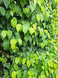 Feuilles de bétel séchées en vrac, directement de l'usine, emballage en vrac, OEM et étiquette privée pour les acheteurs d'ingrédients à base de plantes - Product Image 2