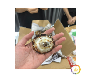 งานฝีมือเปลือกหอยที่เป็นมิตรกับสิ่งแวดล้อมทำจากธรรมชาติเครื่องประดับตกแต่งอย่างบริสุทธ์สำหรับงานปาร์ตี้จำนวนมากจากเวียดนาม - Product Image 5