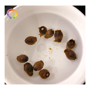 ส่งออกเมล็ดมะลวะจำนวนมากจากเวียดนาม (Scaphium macropodum) เมล็ดมะลวะแห้งธรรมชาติ สะอาด ผู้จัดจำหน่ายเมล็ดมะลวะสำหรับส่งออก - Product Image 4